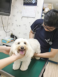 厚木ひまわり動物病院